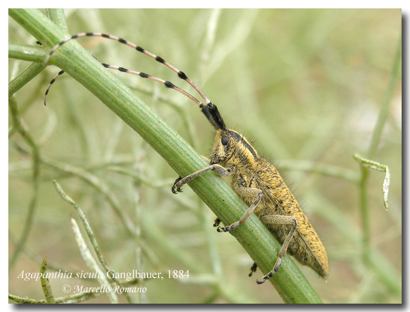 Galleria di....Cerambycidae